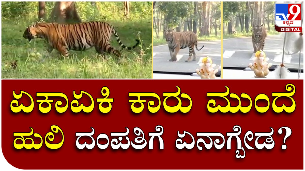 tv9kannada's tweet photo. Tiger: ಮೂಲೆಹೊಳೆ ಬಳಿ ಕಾರಿನಲ್ಲಿ ಬರುತ್ತಿದ್ದ ದಂಪತಿಗೆ ಹುಲಿ ದರ್ಶನ | Tv9 Kannada
Video Link► https://t.co/1zJ6OX2McG
#tigerentry #roadentry #couplescar #familyfear #karnatakaborder #keralaborder https://t.co/QbmzfJxMzs