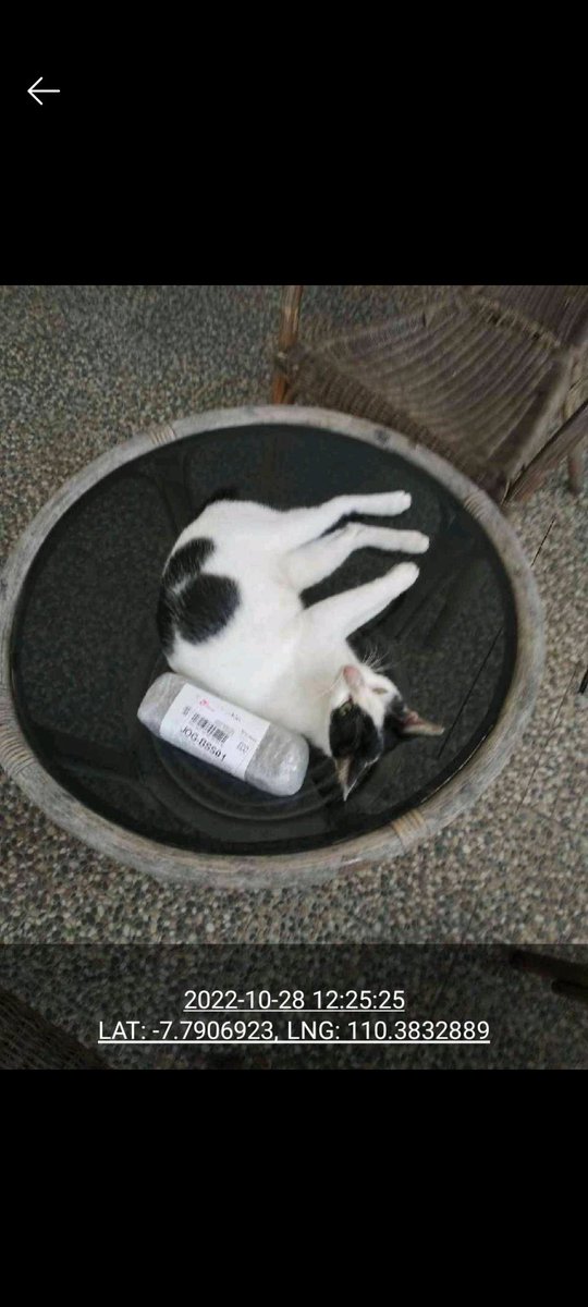 curious cat tweet media