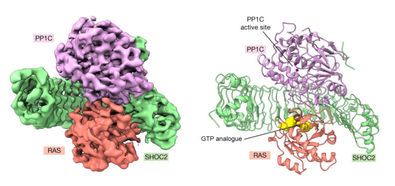 LBNLBioSci's tweet photo. Researchers have worked with @SibylsSAXS to gain a molecular-level understanding of the various ways in which signaling proteins interact with each other @BerkeleyLab #BioMBIB
https://t.co/hs6Vj3ybOc https://t.co/2DpPug2UwT