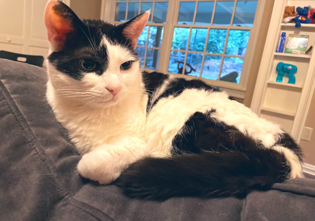 nonsequiturcat's tweet photo. #TimCat settles in for a nice relaxing #Caturday. Hope you all have a nice weekend! #cat #CatsOfTwitter #meow https://t.co/H7vTsF8RZm