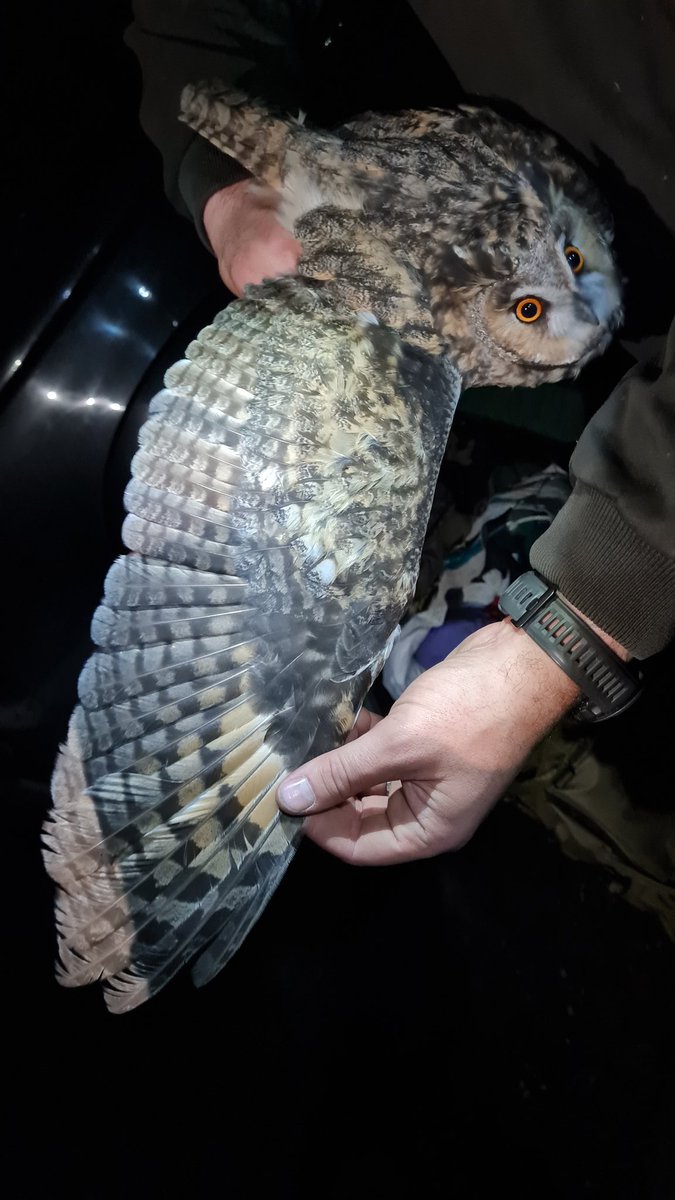 Josh_LJenkins's tweet photo. Incredible to see this stunning long-eared owl up close and to learn how they can be aged under UV light - pigments in newer feathers flourencing pink! https://t.co/2ZZFHjtVyf