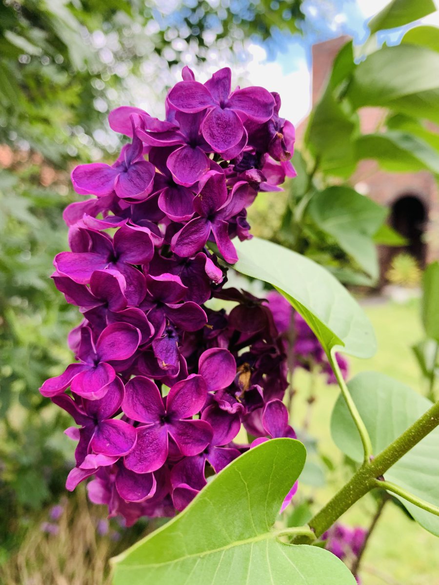 ninakillham's tweet photo. I cannot understand why my arm is not a lilac tree. - Leonard Cohen. #excellentquestion #savethetrees https://t.co/WUVlTQvrKk