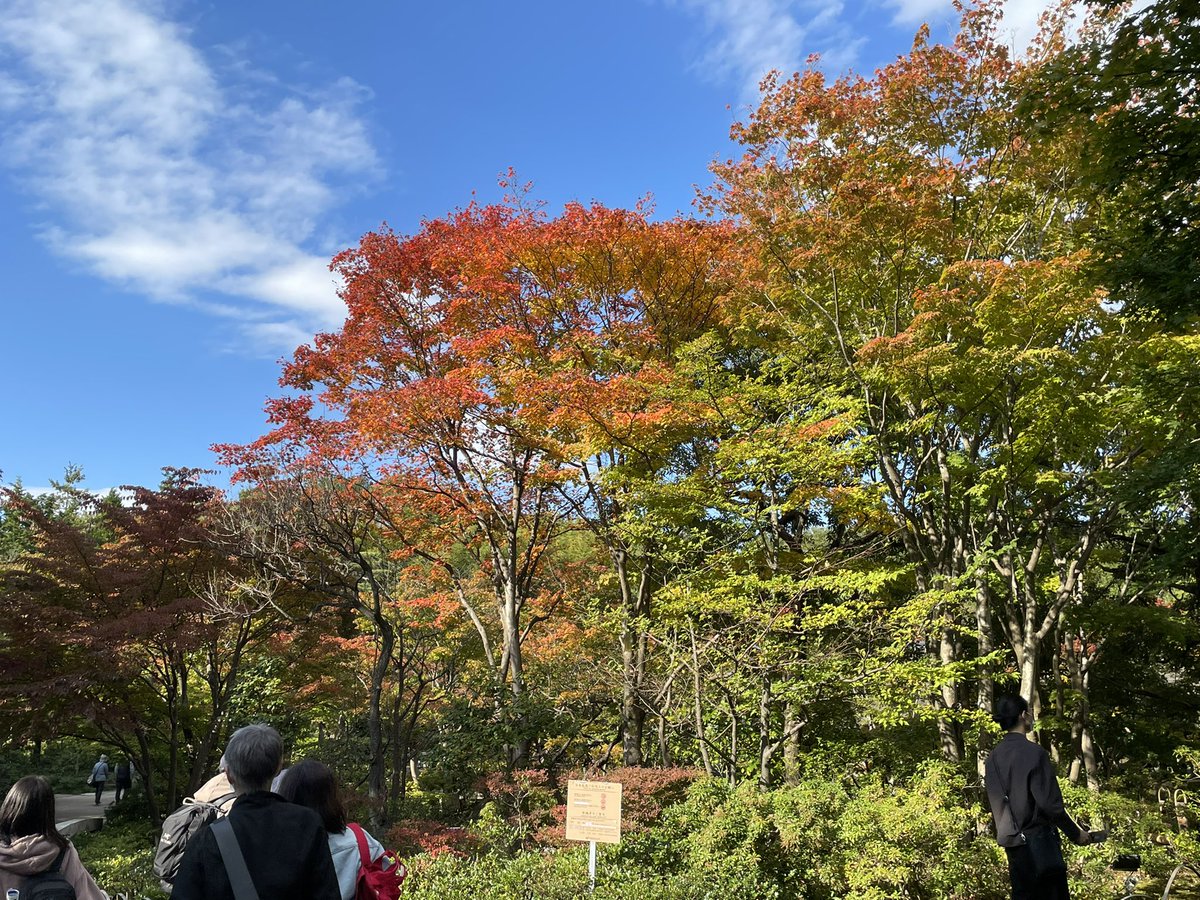 misakurai's tweet photo. 立川昭和記念公園　秋🍁満喫😊 https://t.co/uOgMi6ZJAS