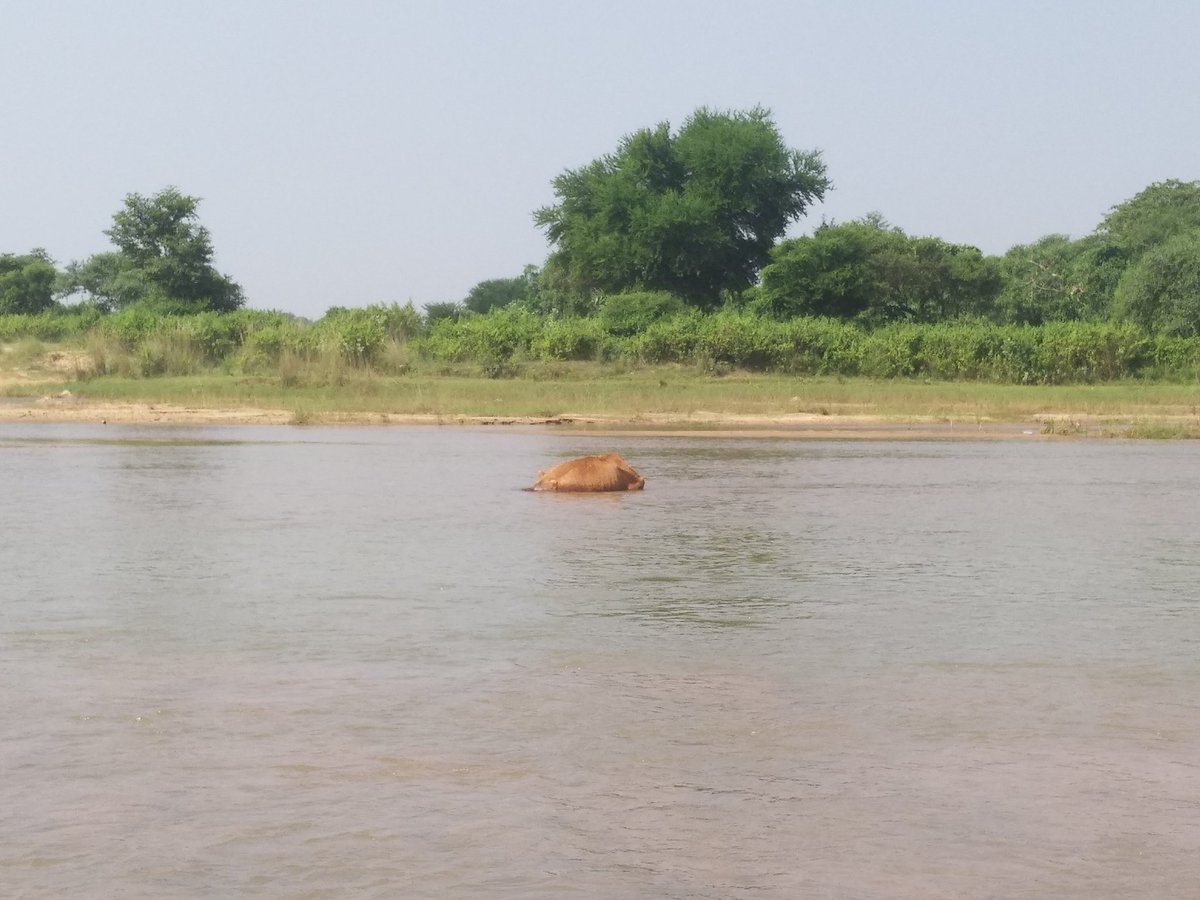 CKSquare's tweet photo. @SBMDeogharNigam @DCDeoghar @DeogharPolice Dear all, a carcass of a cow is found in the middle of Ajay River just meters before the confluence of Dadhwa and Ajay River near Bengi Bishanpur. Several Chhath ghats are just ahead of this spot. Request to get the carcass removed. https://t.co/etqGnptnAC