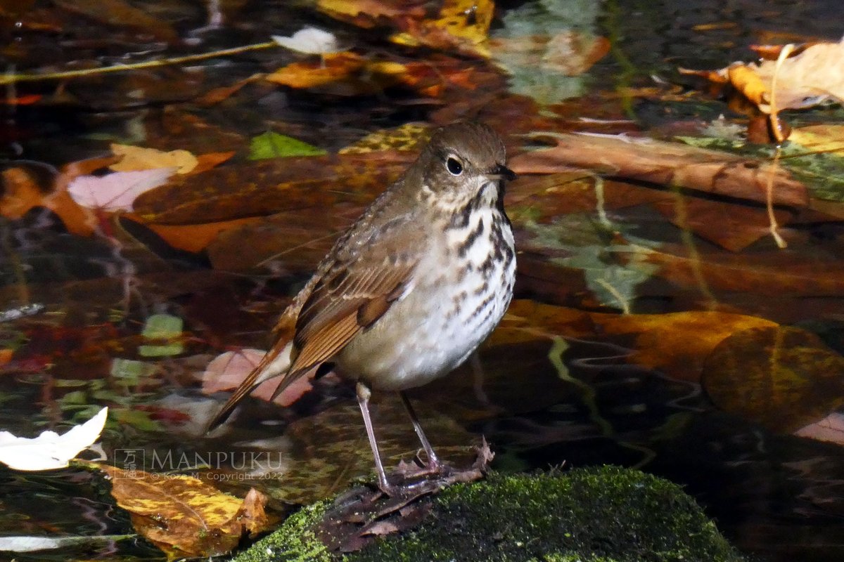 Hermit Thrush in the Loch on Thursday morning.
#MyCentralPark #birdcpp