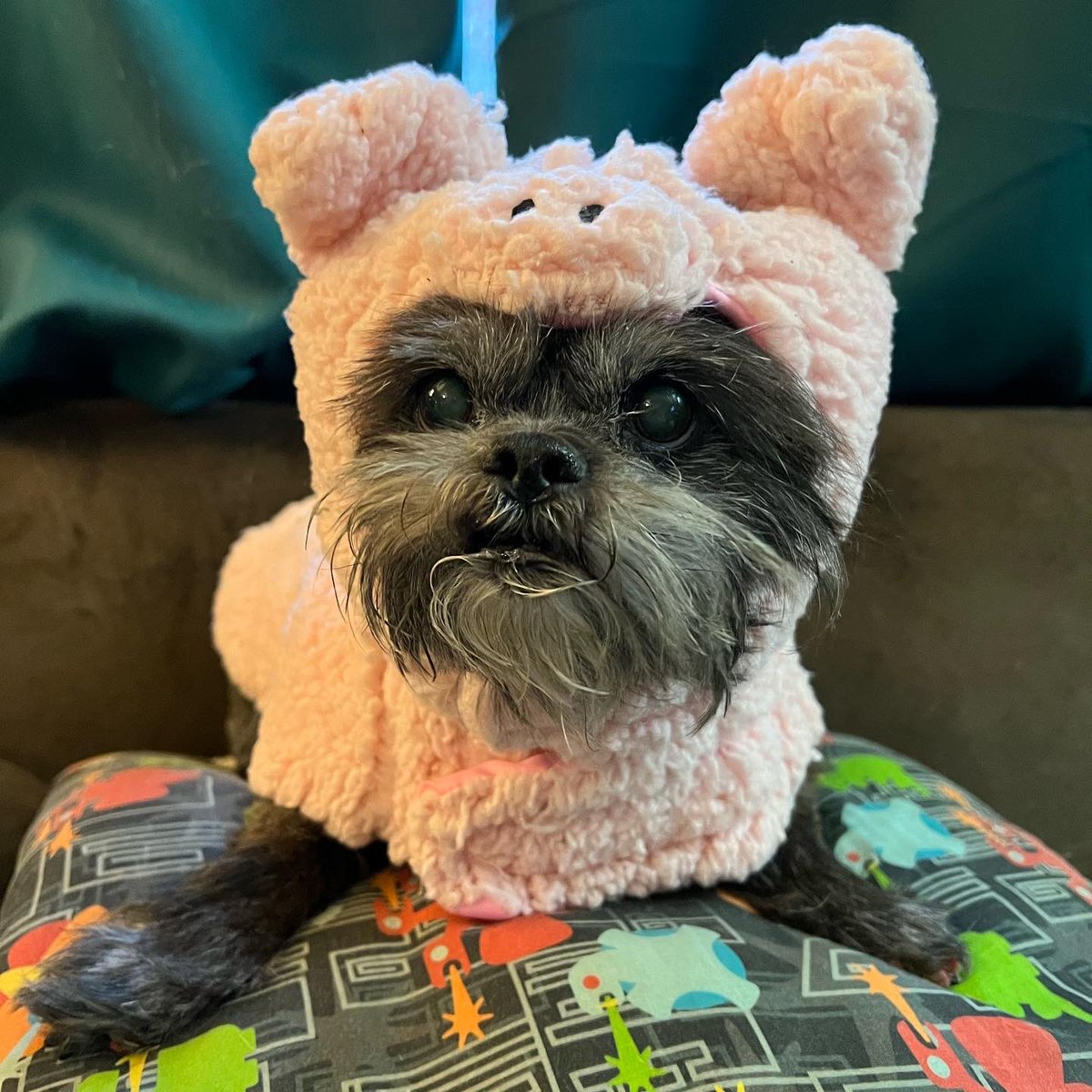 UnexpectedBees's tweet photo. Grizz hates Halloween https://t.co/xw2PLVZuV9