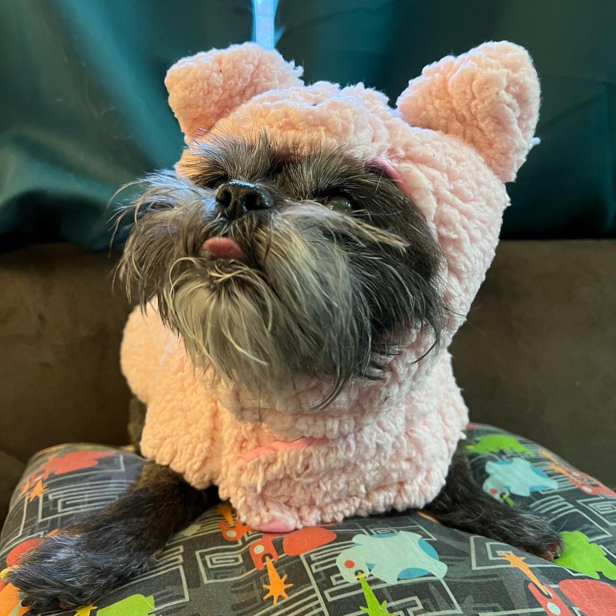 UnexpectedBees's tweet photo. Grizz hates Halloween https://t.co/xw2PLVZuV9