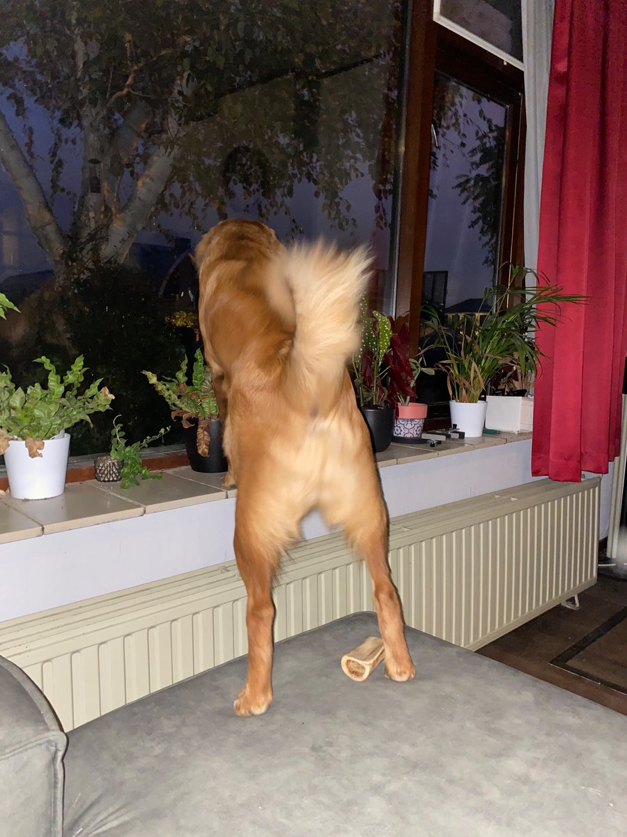 jnieuwen's tweet image. Alert level raised to JoepCon 1