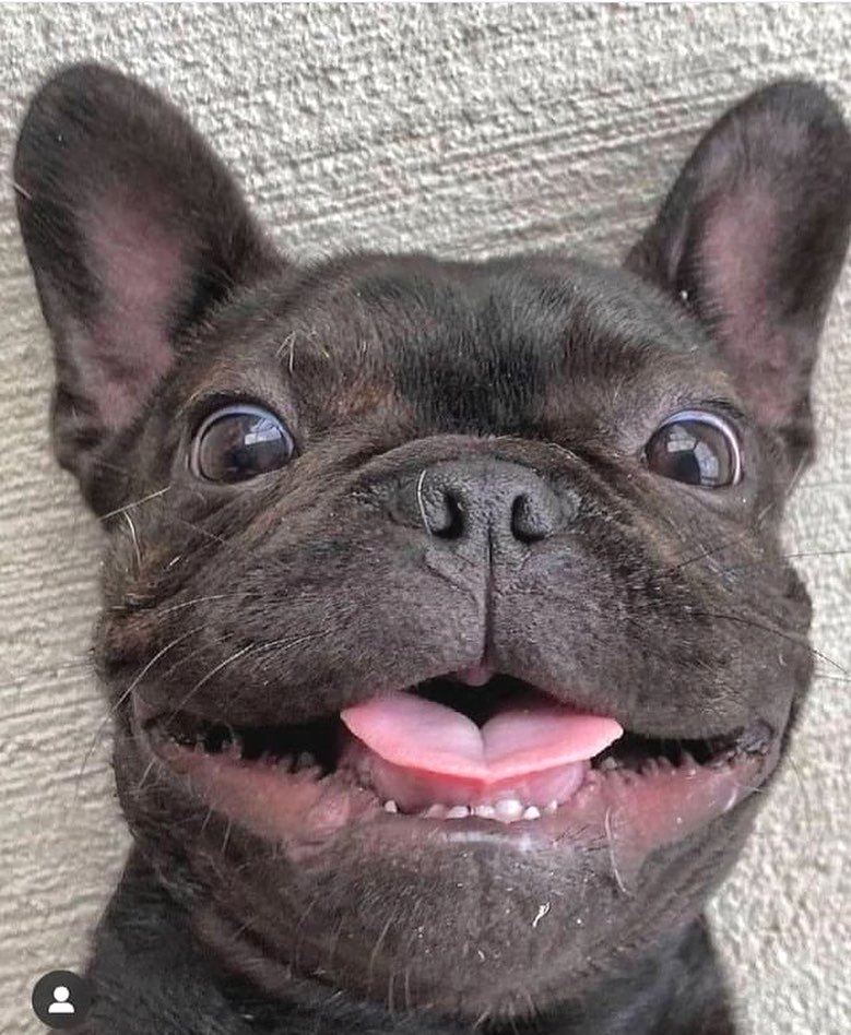 How cute 🥰🥰🥰

 #frenchievids #frenchieworld #frenchiecrew #frenchiemoments #frenchiesociety