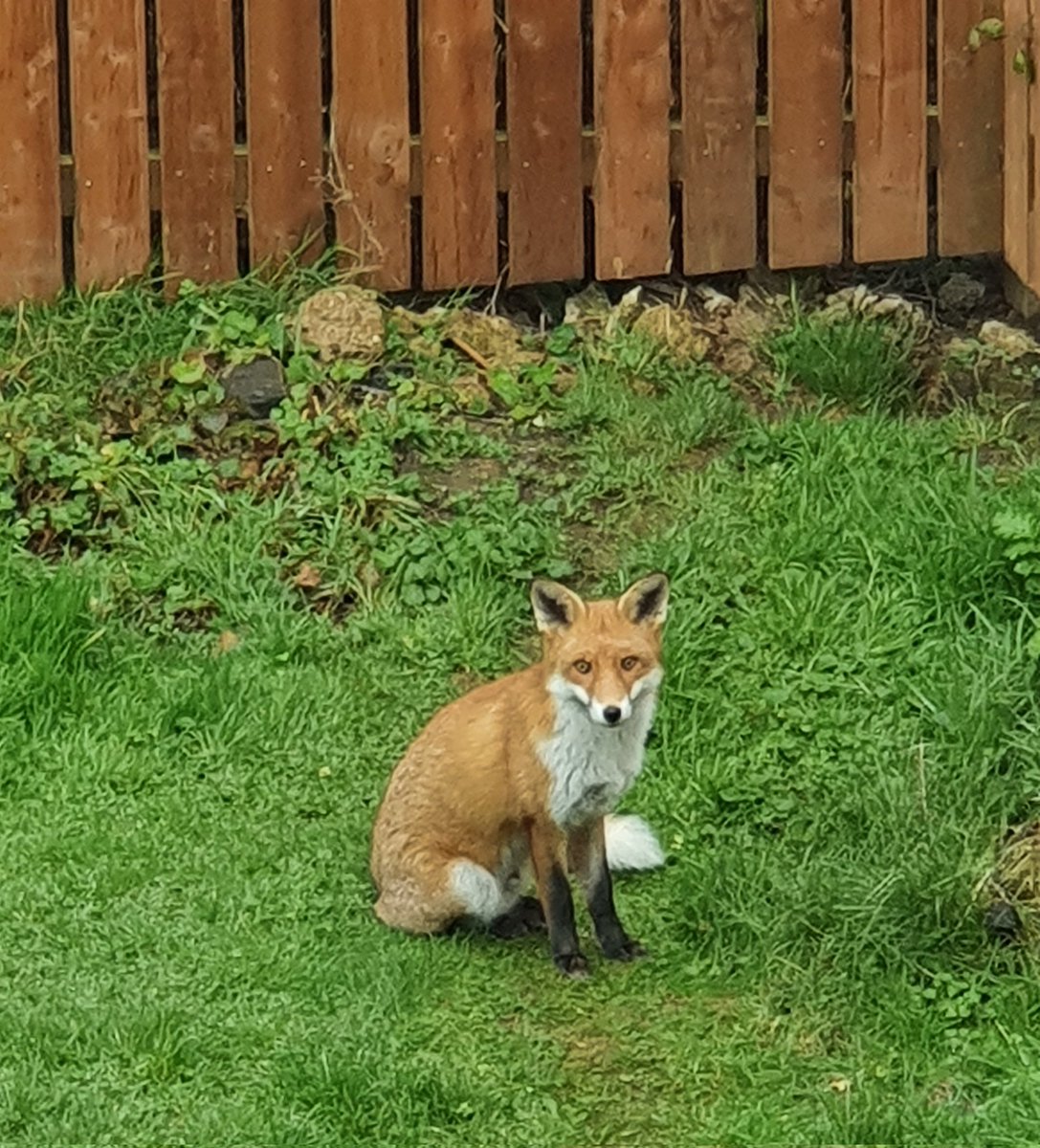 Grace...lunchtime 🦊💚