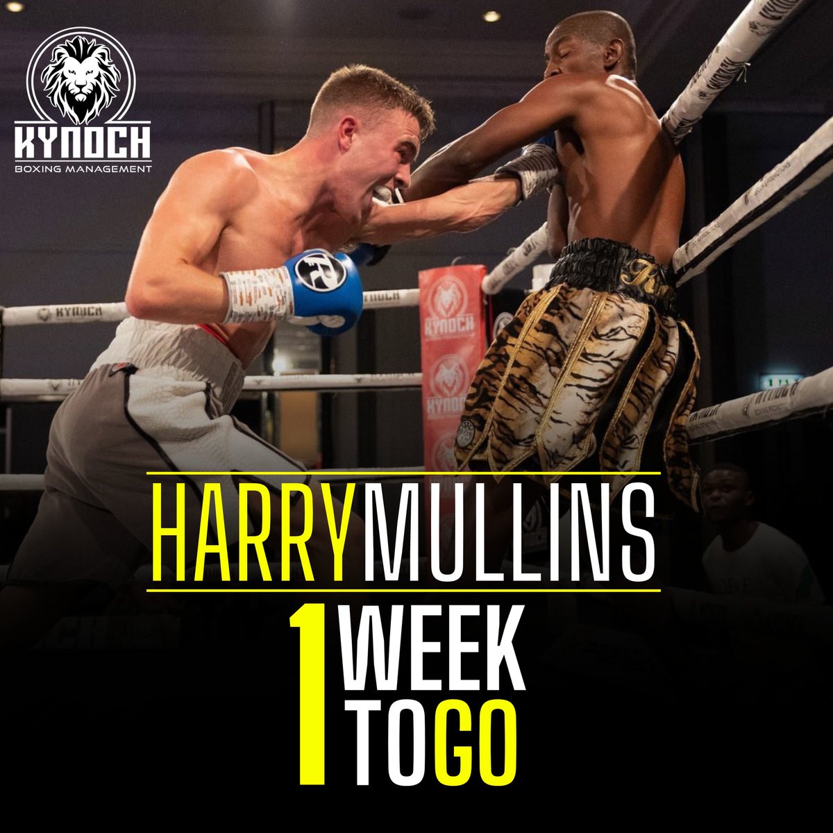 KynochBoxing's tweet photo. 1๏ธโฃ Week To Go....
It's almost fight week for top Flyweight prospect Harry Mullins.๐ฅ
It's been a great year in Harry's development so far and he's ready to finish 2๏ธโฃ0๏ธโฃ2๏ธโฃ2๏ธโฃ in style.๐ฅ
Tickets are available from Harry direct.๐
#boxing #kynochboxing #fightdate #momentum https://t.co/xYwGVHmW3V