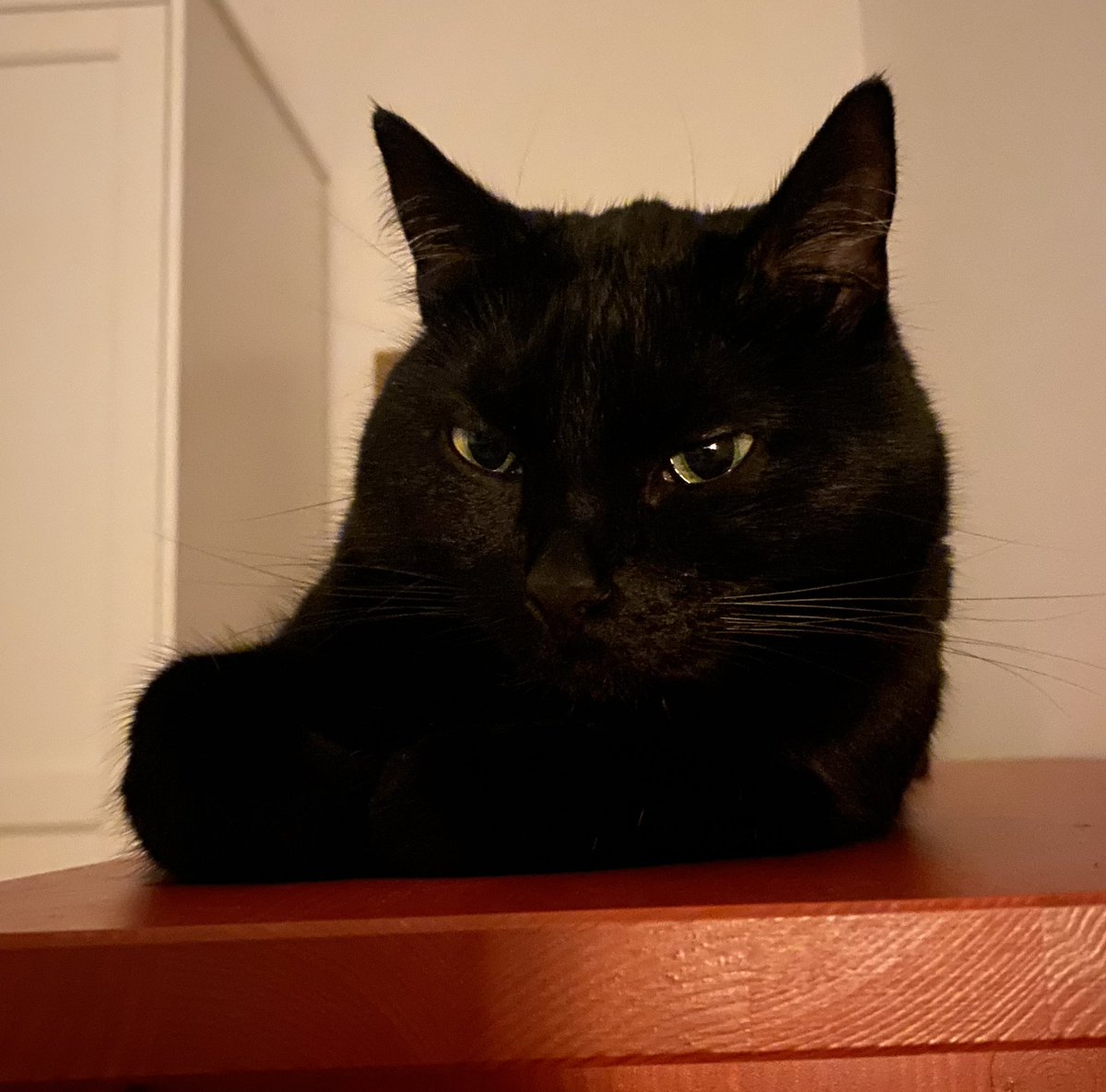 csch's tweet photo. @KFFCats https://t.co/R7fUYdPeZ1