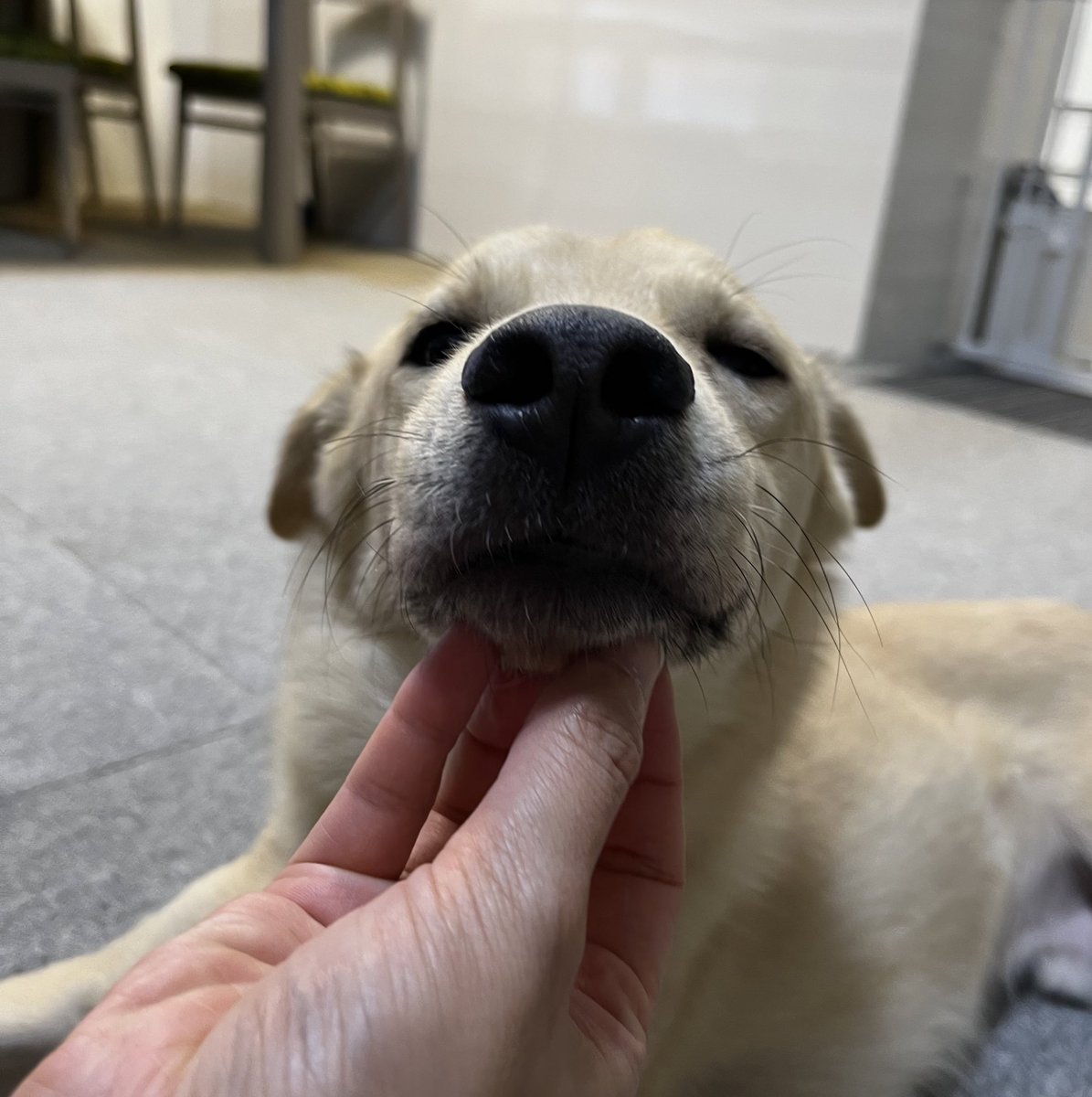 koyuki_border's tweet photo. 栃木からやってきた
コロ（左）とるい（右）です!!!

元野犬
ふたりとも極度の怖がりです
でもるいはめちゃくちゃ甘えん坊さん
コロは食いしん坊のかまってちゃんです🥰

コロとるいは里親募集中です✨ https://t.co/0DPxQOcgOv