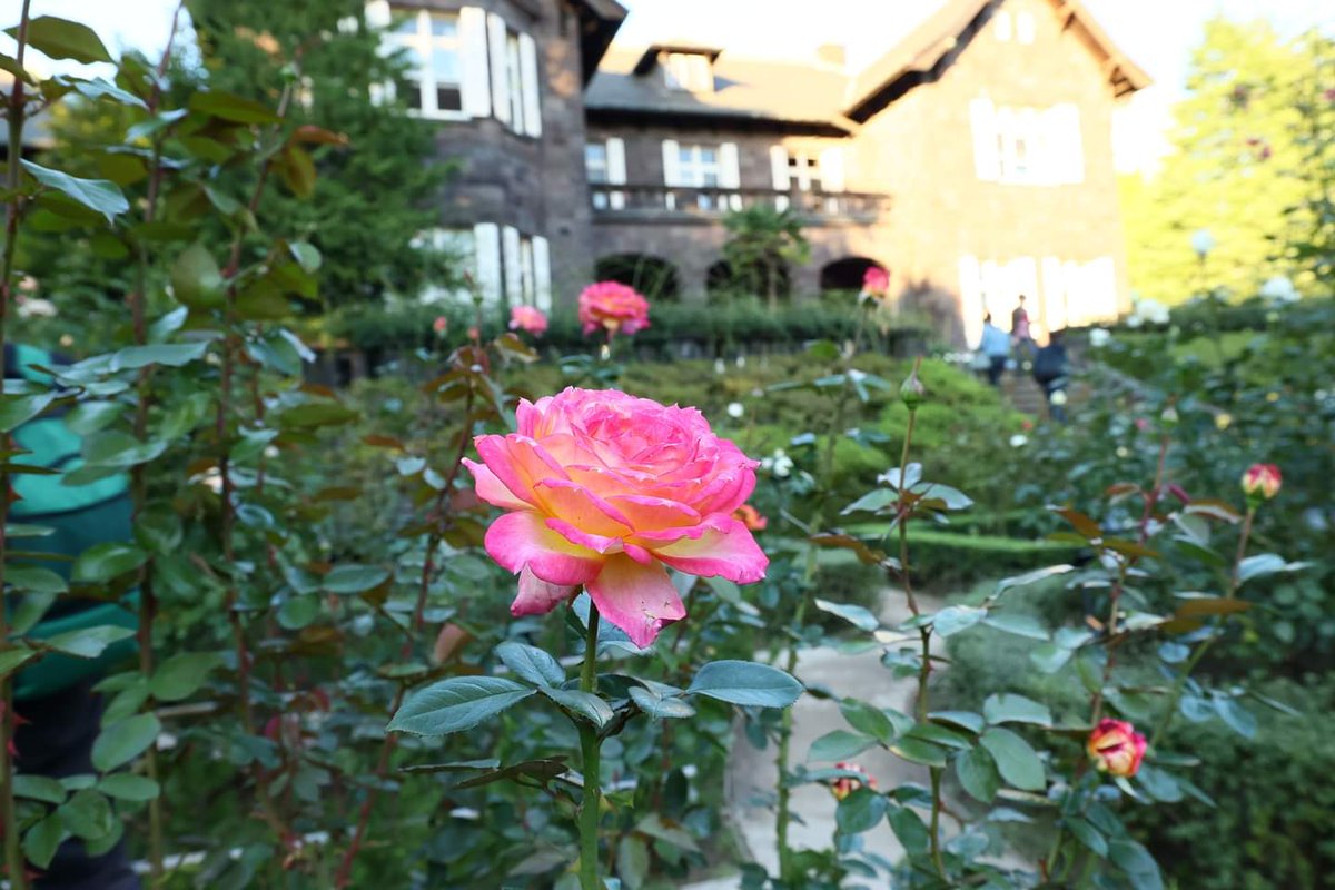 TGIMJcGPFppZZxP's tweet photo. 旧古河庭園の夕方（4）
#薔薇　#花　#ファインダー越しの私の世界
#roae #flower #wander #view #photo https://t.co/otTLIXabdj