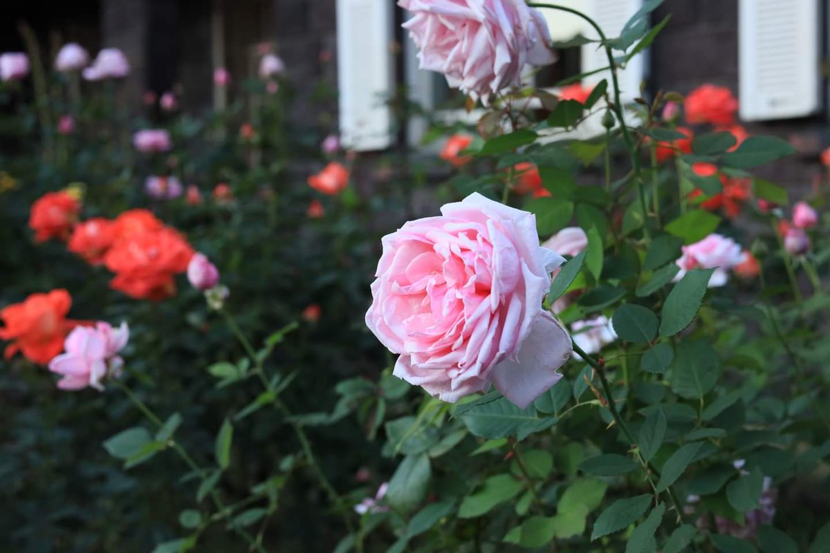 TGIMJcGPFppZZxP's tweet photo. 旧古河庭園の夕方（4）
#薔薇　#花　#ファインダー越しの私の世界
#roae #flower #wander #view #photo https://t.co/otTLIXabdj