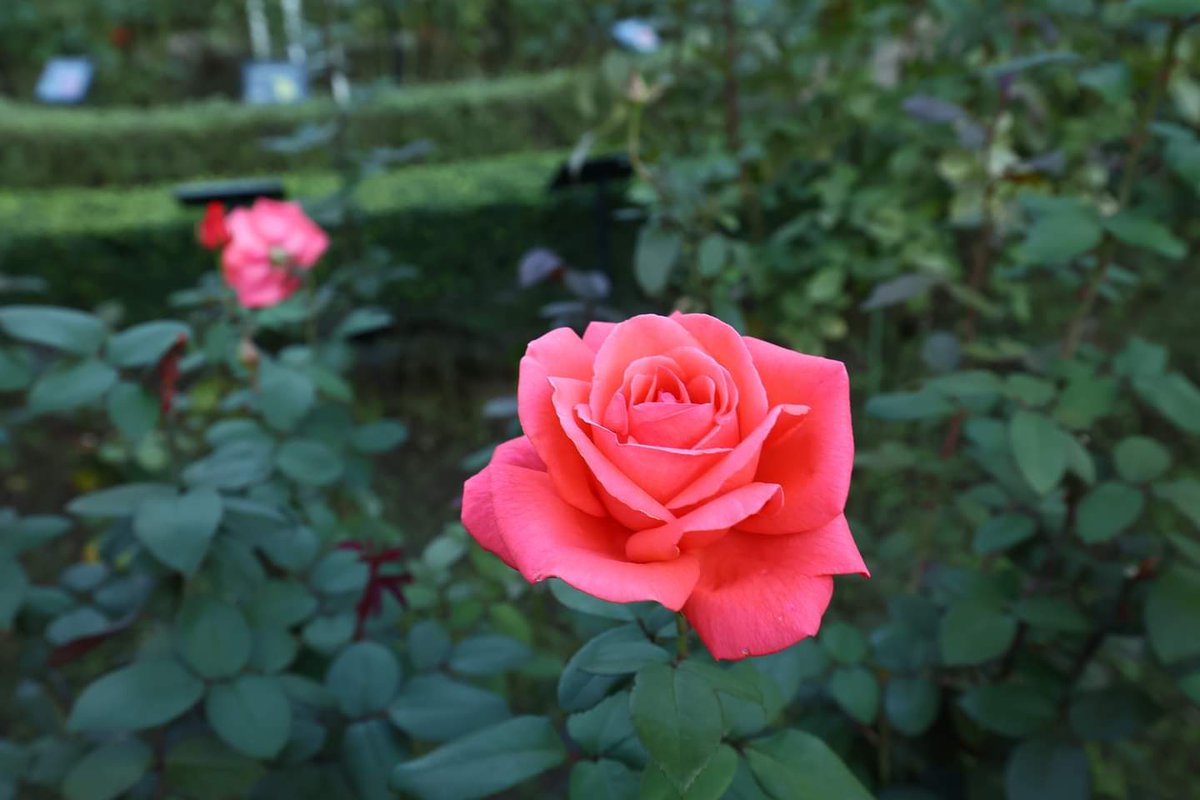TGIMJcGPFppZZxP's tweet photo. 旧古河庭園の夕方（4）
#薔薇　#花　#ファインダー越しの私の世界
#roae #flower #wander #view #photo https://t.co/otTLIXabdj