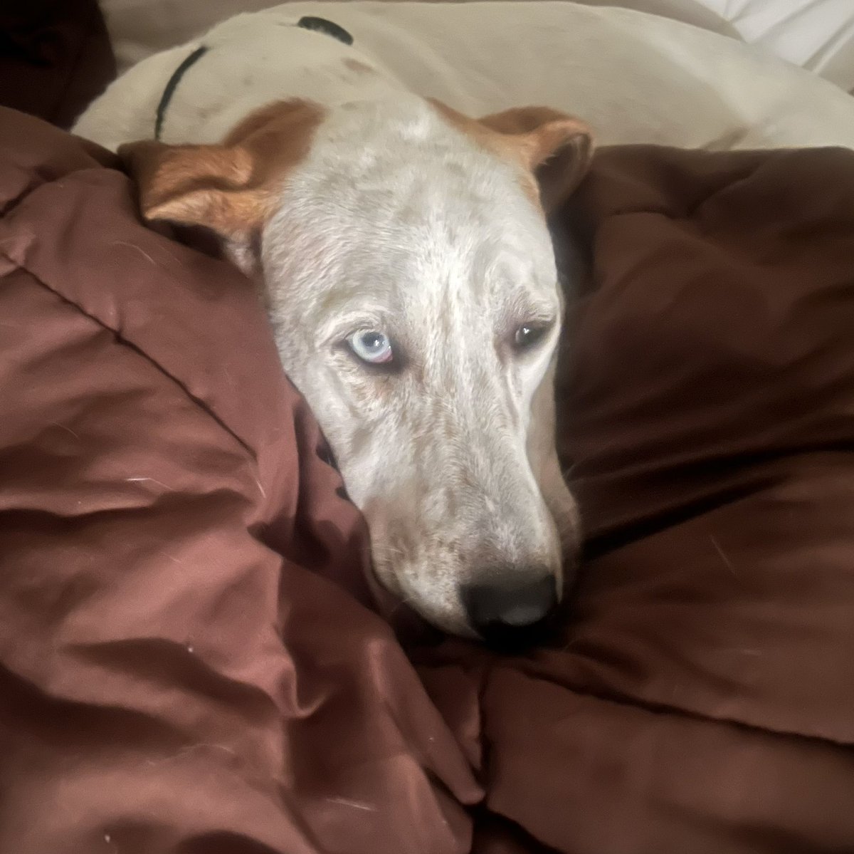 WilburDog22's tweet photo. Happy early Saturday. More fun to follow, Halloween Hike with puppy friends, @QVRA_QVSB softball game. @QVAthletics Varsity girls volleyball playoffs. Big day. #sewickley #dogsoftwitter #busydog #lifeofwilbur https://t.co/kOt9zWkX1t