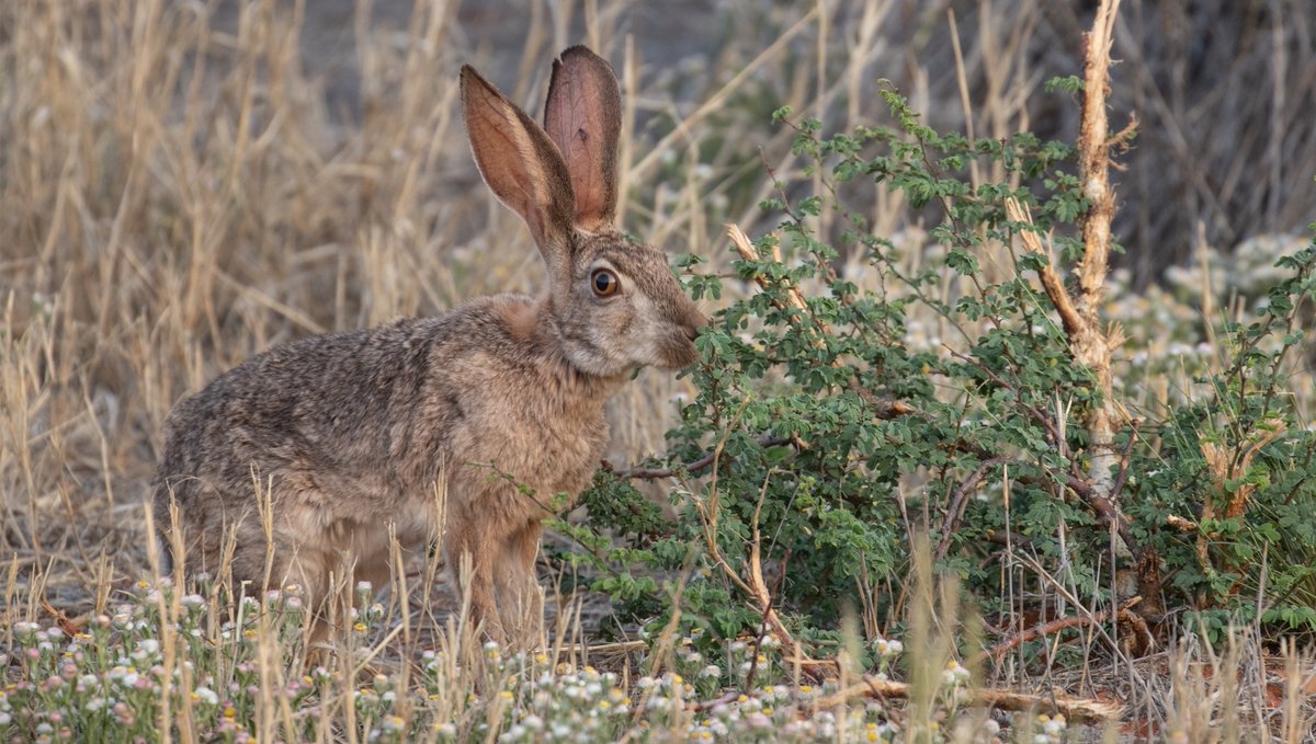 Tswalu's tweet photo. You may be lucky enough to see a Cape hare (Lepus capensis) in the early morning or late afternoon, which is when these nocturnal creatures tend to be active.
#nature #naturephotography #capehare #livingwithnature https://t.co/v6nTvyiPy7