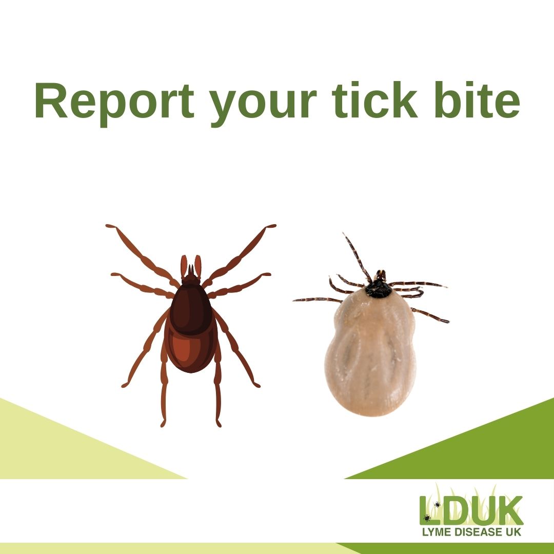 How Long Does A Tick Stay On A Dog Uk