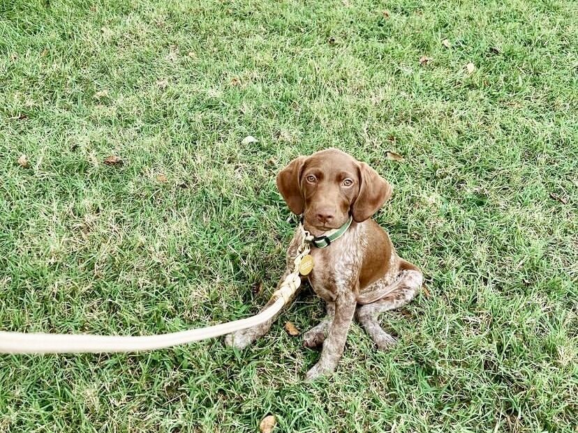 DardenMBA's tweet photo. Please take a moment to allow the #DogsofDarden to bless your timeline and brighten your day! ๐ ๐ถ
World, meet Laguna (yellow kerchief), Pepper & Theodore (blue shirt)!
#WhyDarden #UVADarden #wahoowa #DardenMBA #Cvilledogs https://t.co/DhlitwwReN