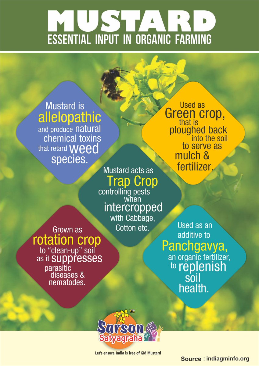 kkuruganti's tweet photo. On the one hand, @AgriGoI ministry is promoting organic &amp; natural farming. On the other, it is jeopardising the same, by allowing #PoisonousGMMustard to come in. #NoGMMustardPoison https://t.co/TqTrLAHU0I