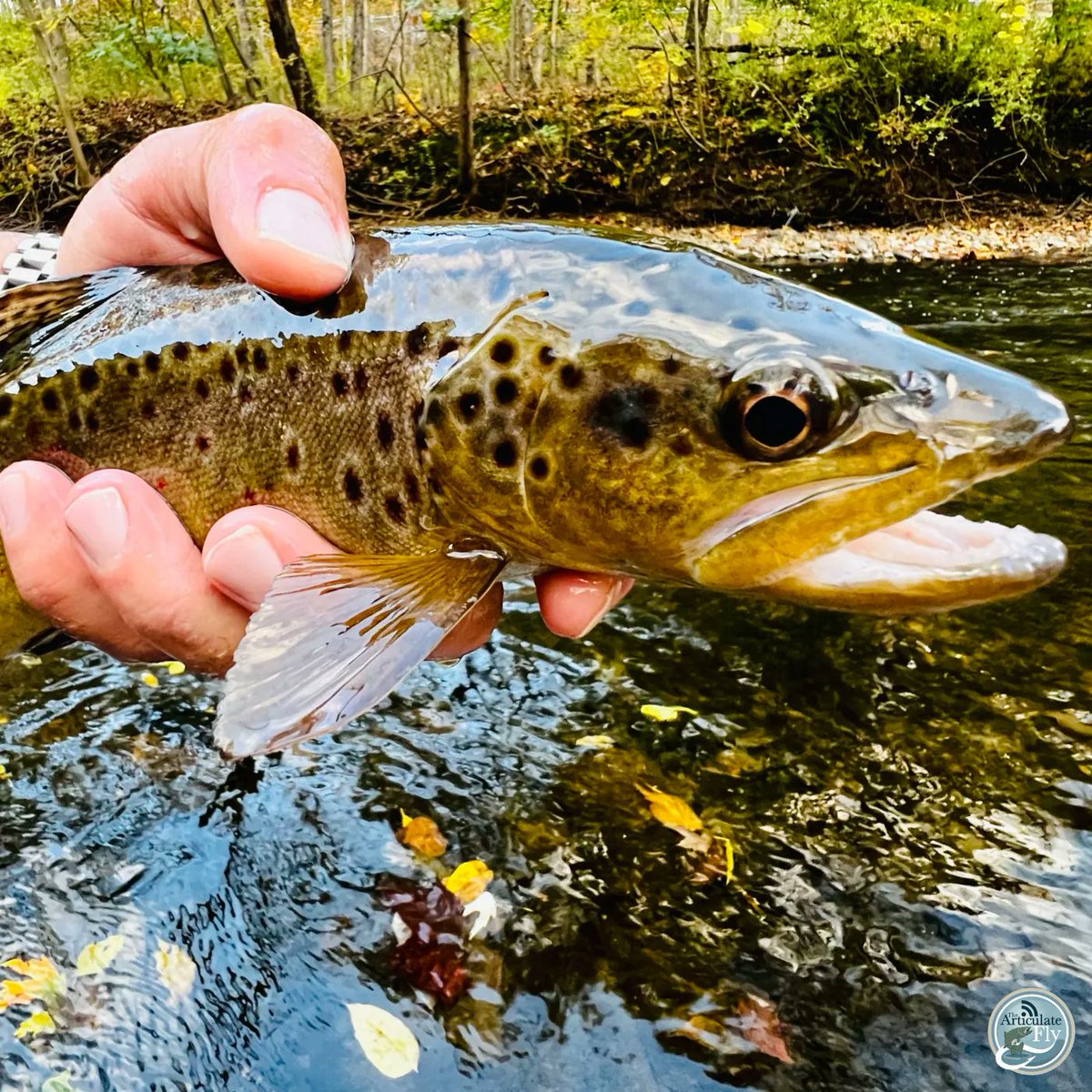 Articulate_Fly's tweet photo. Central PA Fishing Report with George Costa of @tcoflyfishing 
#flyfishing #flytying #thearticulatefly #tcoflyshop #liveoutdoors #flyshop #repyourwater #fishingreport #flyfish #fishingpodcast #flyfishingpodcast #flyfishpa https://t.co/uOes9OBLFE https://t.co/m24phTYubd