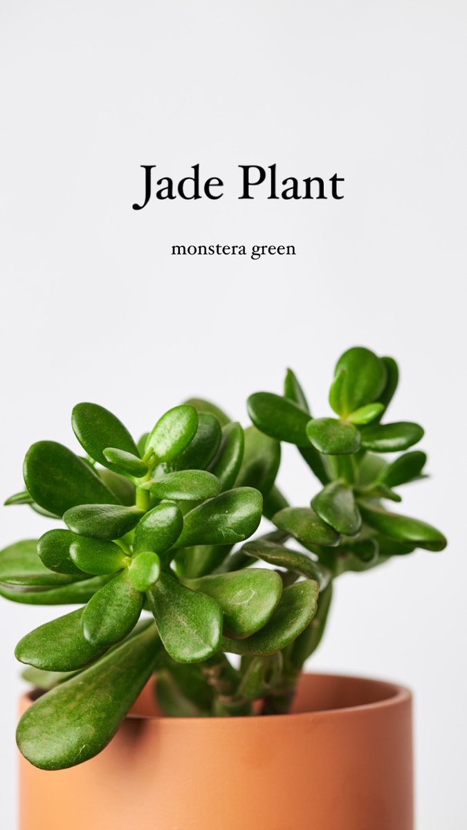 monsteragreen_'s tweet photo. Happy weekend guys, remember, we always need to stay as tough as a jade plant.

#jadeplant #indoorplant  #urbanjungle #accraplants https://t.co/2NomqnHb5i