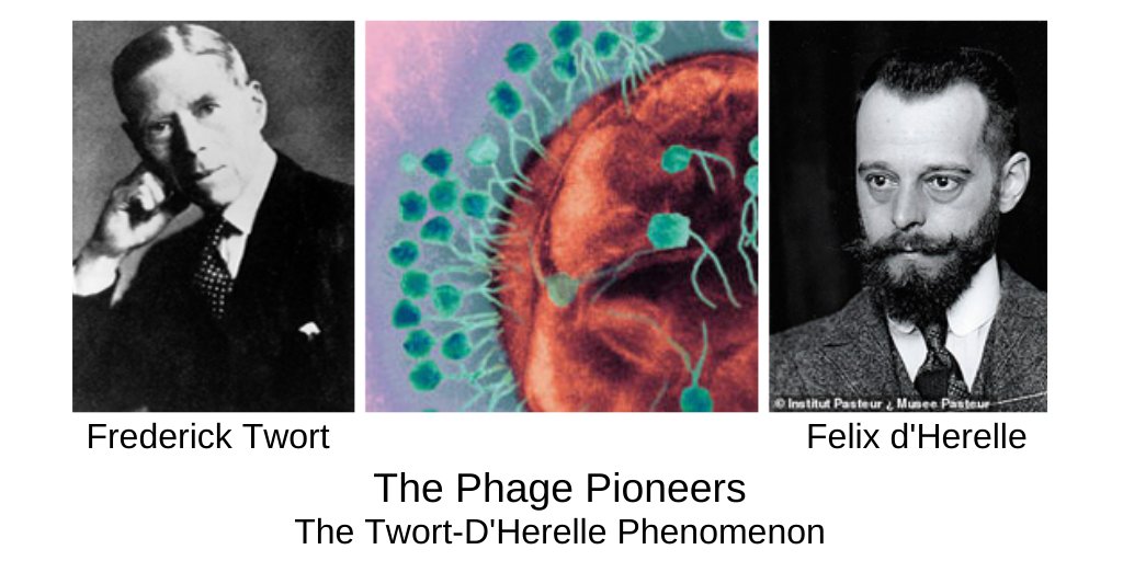 <a href="/AgeofthePhage/">AGEofthePHAGE.com & #WorldPhageDay #WorldPhageWeek</a>, <a href="/PidaRipley/">Pida Ripley</a>, initiators of the #WorldPhageWeek 22-28 Oct #WorldPhageDay 22 Oct conclude this years event. Huge appreciation to all who participated and supported 'Waking the World Up to the Phage'. We look forward to the 5th year of these events in October 2023.