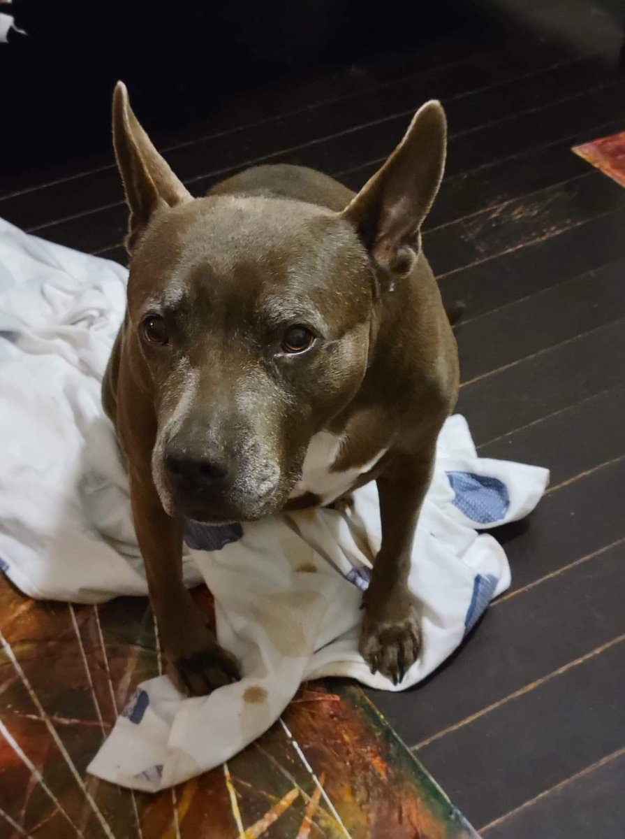 MoishesMom's tweet photo. October is Pibble adoption month 🤗🥰♥️ If you are able, & are searching for a loyal, loving companion, please adopt 1 from the many #KillPounds in the USA 🇺🇸 🙏 My Misty, pictured here, is an #NYCACC survivor who was on the #killlist for Kennel Cough 😖 & 1 million R 💉 yearly😭 https://t.co/DUdIrAv70Y