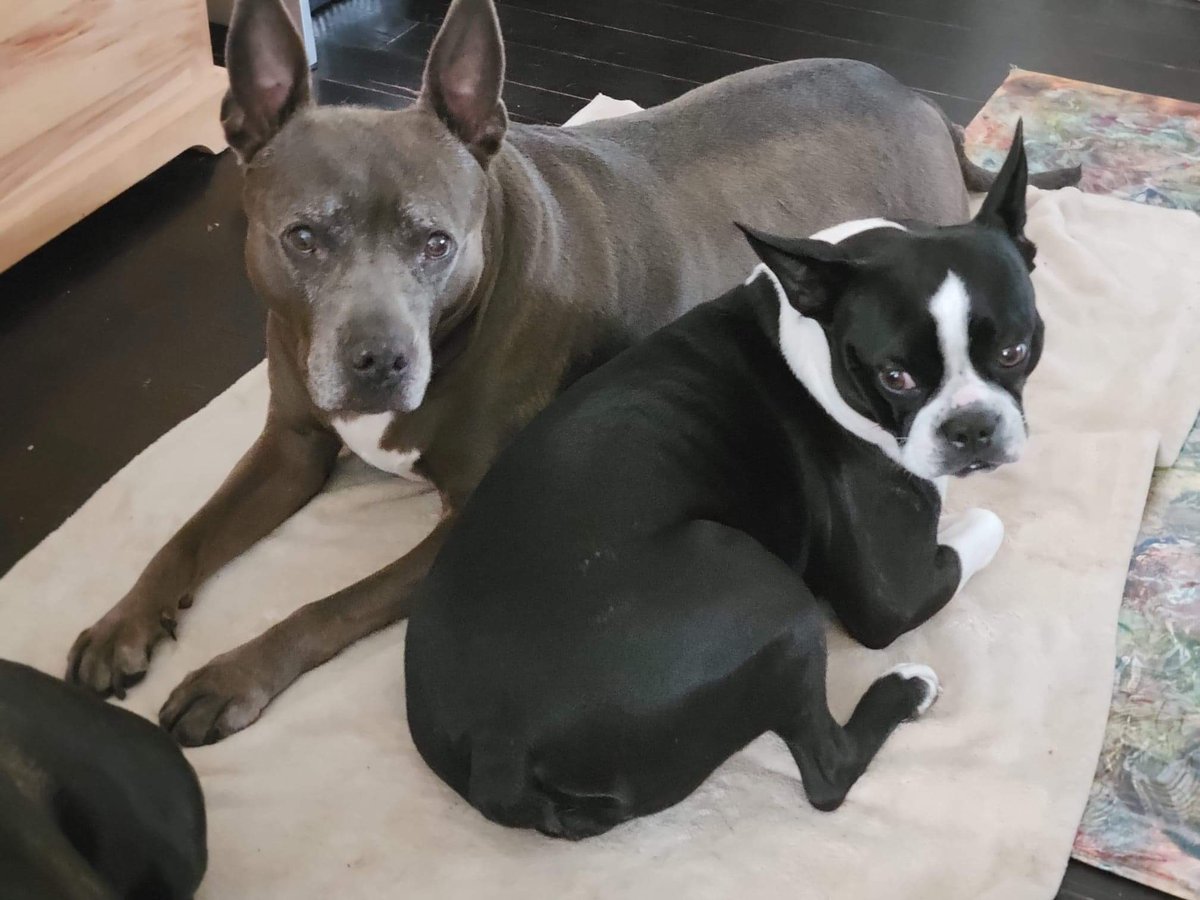 MoishesMom's tweet photo. October is Pibble adoption month 🤗🥰♥️ If you are able, & are searching for a loyal, loving companion, please adopt 1 from the many #KillPounds in the USA 🇺🇸 🙏 My Misty, pictured here, is an #NYCACC survivor who was on the #killlist for Kennel Cough 😖 & 1 million R 💉 yearly😭 https://t.co/DUdIrAv70Y