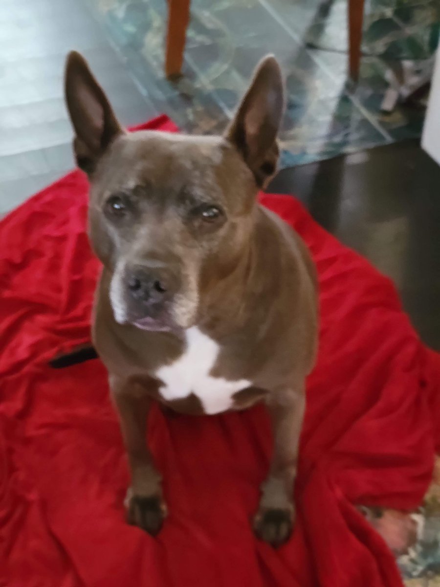 MoishesMom's tweet photo. October is Pibble adoption month 🤗🥰♥️ If you are able, & are searching for a loyal, loving companion, please adopt 1 from the many #KillPounds in the USA 🇺🇸 🙏 My Misty, pictured here, is an #NYCACC survivor who was on the #killlist for Kennel Cough 😖 & 1 million R 💉 yearly😭 https://t.co/DUdIrAv70Y