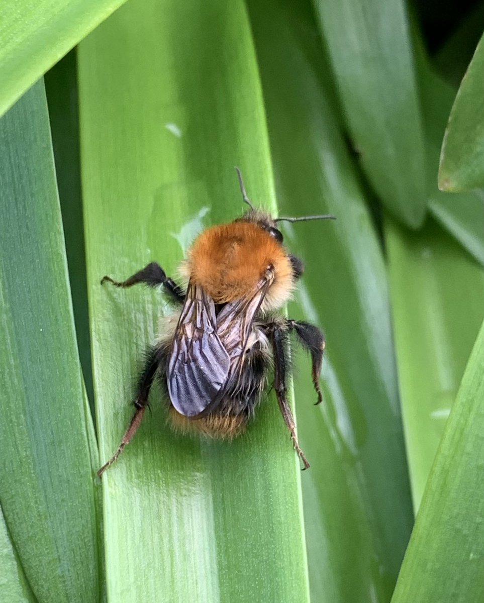 Antwren's tweet photo. @bobthebirder Tree bumblebee? https://t.co/dNoJj5pb5m