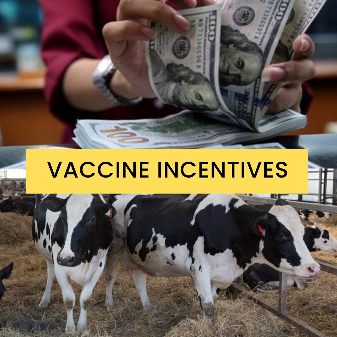 As soon as COVID-19 vaccines were made available, authorities tried many ways to get people vaccinated. One of them was giving 💵 or even a 🐄 How useful are incentives in increasing adult vaccination coverage? We reviewed the evidence and here’s what we found 🧵
