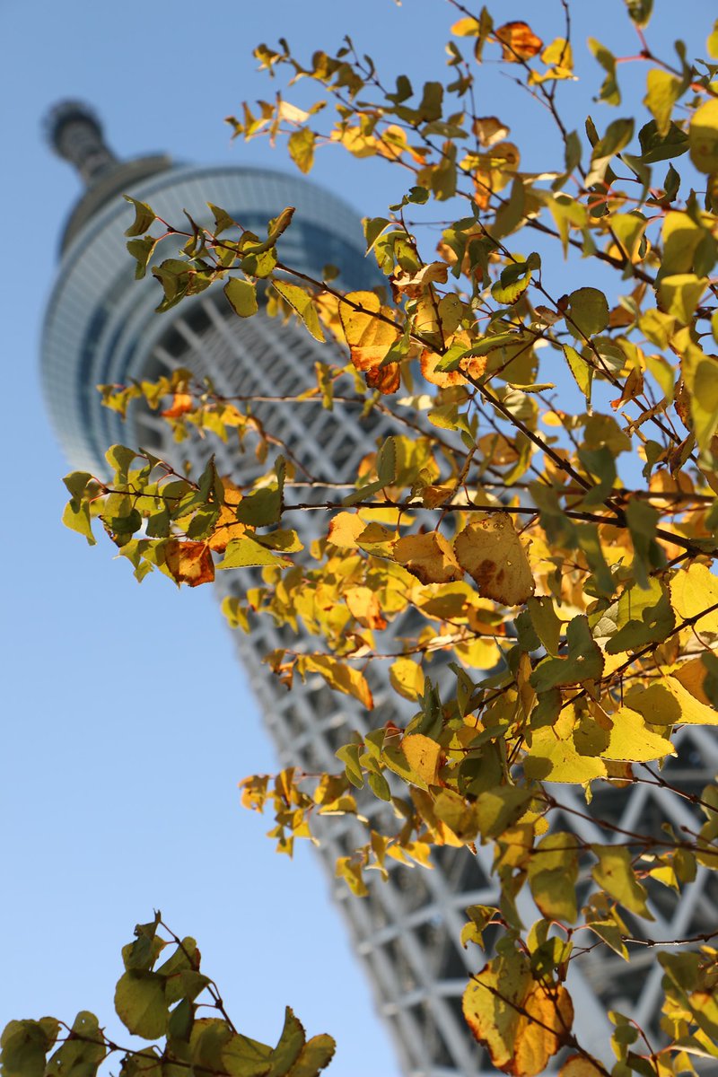 秋の壁紙をプレゼント 少しずつ寒くなり 秋も深まってまいりましたね 秋らしい東京スカイツリーの写真を 皆さんにプレゼント ぜひスマホの壁紙 などにご使用ください 墨田区 墨田区民ニュース 秋の壁紙をプレゼント 少しずつ寒くなり 秋も深まってまいりましたね 秋らしい東京スカイツリーの写真を 皆さんにプレゼント ぜひスマホの壁紙 などにご使用ください 墨田区 墨田区民ニュース