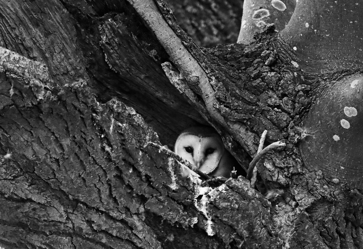A young female barn owl peeking out of her tree. 

#owls #birds #ukwildlife #wildlifephotography #BirdsSeenIn2022 #BBCWildlifePOTD #TwitterNatureCommunity