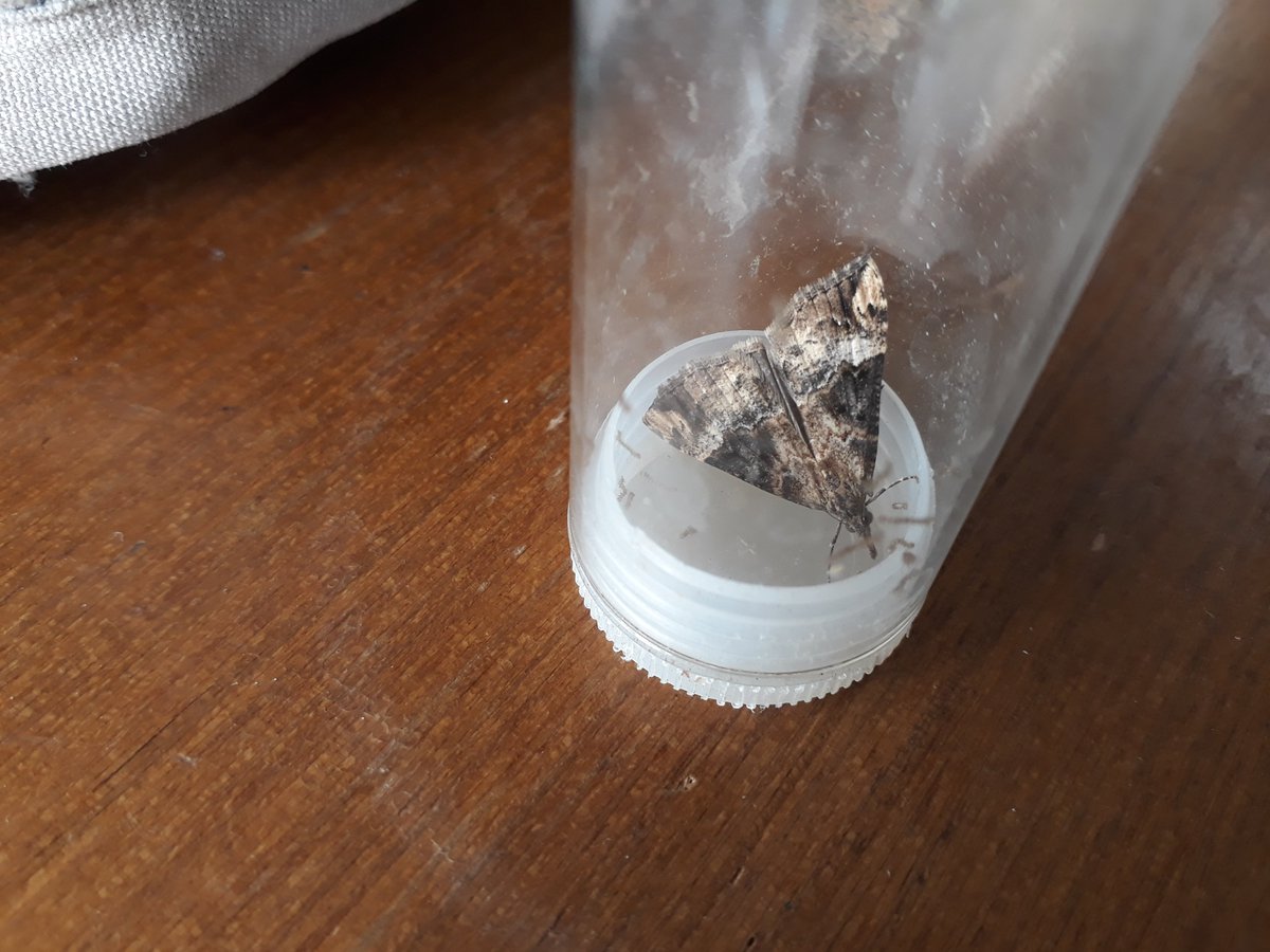 V nice Bloxworth Snout <a href="/PortlandBirdObs/">Portland Bird Observatory</a>