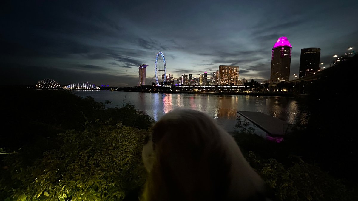 Charlie admiring the Marina Bay at night. #DogsofTwitter