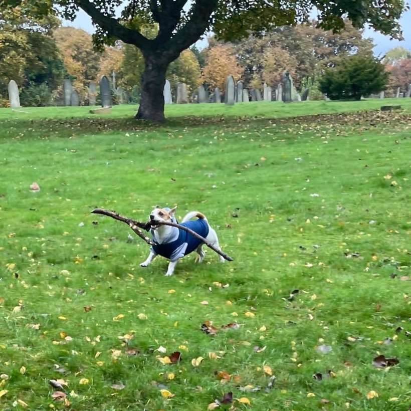 This is Toby and this is his stick