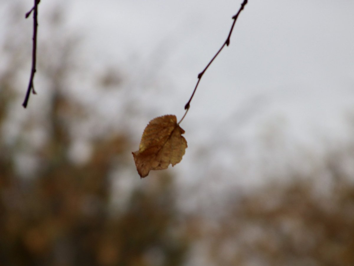 ceoregan's tweet photo. And so begins the last few days of fall https://t.co/gTh12hsAi9