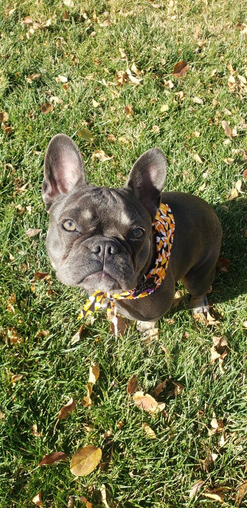 talkingterrier's tweet photo. #happyfallyall - #frenchbulldog #frenchie #frenchbulldogs #frenchies #frenchbulldogs #halloween #doglife #doglovers #DogsofTwittter https://t.co/WdF1iKtHCY