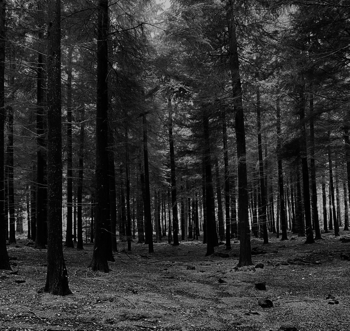 TJBlake93's tweet photo. Perfect snap for the Halloween weekend 🪓 

On a dog walk this afternoon, I couldn’t help but think what a great setting this would be for a horror story! https://t.co/oeTHfJ1AzO