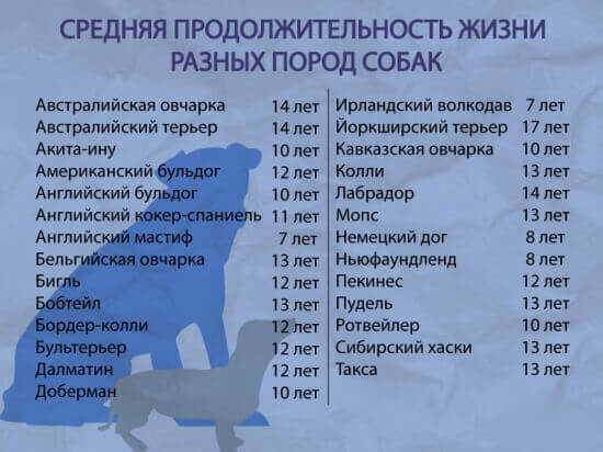 Про собак tweet media