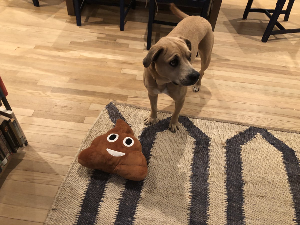 DaisyFetch's tweet photo. @elshaylor @JoeBrownUNC Next time we gotta play fetch w my 💩 toy https://t.co/TTtqcacFsr