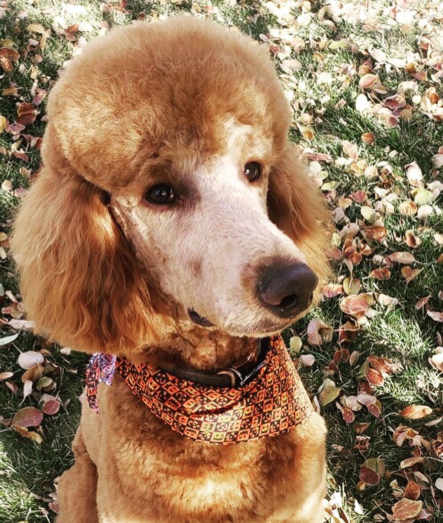 talkingterrier's tweet photo. #happyfallyall - #halloween #doglife #doglovers #dogsoftwitter #poodle #poodles https://t.co/WZ4LJtr3JL