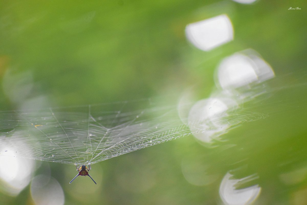 Manoj_Bhat_'s tweet photo. Gasteracantha dalyi on it's web
#gasteracantha #gasteracanthadalyi #spiders #orbweaver #spiderweb #nature #green #spidersofkarnataka #longhornedspinyspider #abstractnature #natureinfocus #bokeh #spidersofindia #wildlifephotography #TwitterNatureCommunity #Twitter # https://t.co/hRjEUuz2Sr