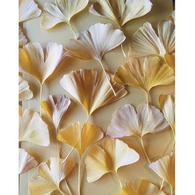 Madame Charlotte tweet media