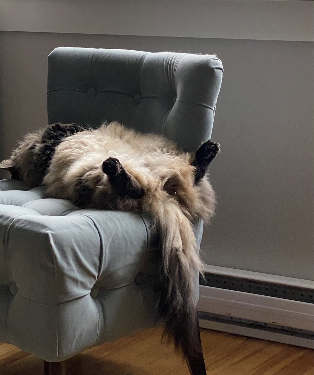 TammyDavis709's tweet photo. TFW you have a little too much fun on Friday night.
#Caturday #CatsOfTwitter #HelloNewman https://t.co/jSX4jiU7dX