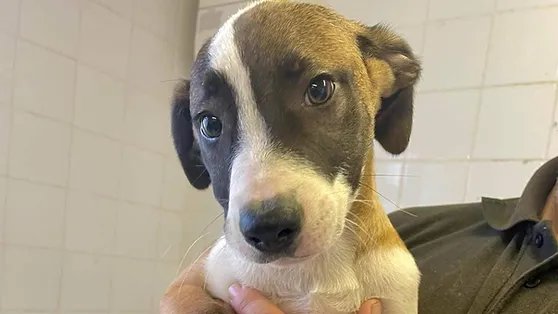 AdoptionsUk's tweet photo. Please retweet to help Issac, Immi, Aggie and Juno find a home #Carmarthenshire  #WALES  

4, 14 week old pups, Collie Cross a breeder couldn't sell. 
They may be able to live with other dogs or cats and with children aged 6+. They need housetraining. 
👇
https://t.co/Yd9UqZBhU4 https://t.co/X2x88bI3Z1