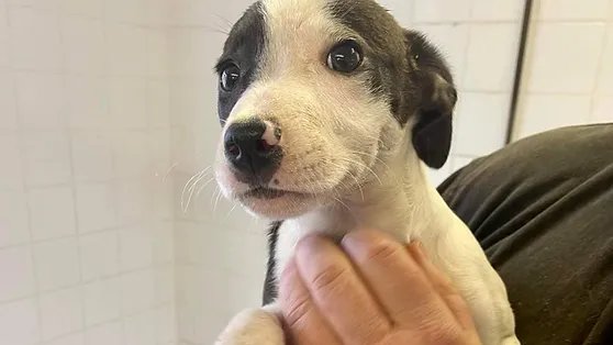 AdoptionsUk's tweet photo. Please retweet to help Issac, Immi, Aggie and Juno find a home #Carmarthenshire  #WALES  

4, 14 week old pups, Collie Cross a breeder couldn't sell. 
They may be able to live with other dogs or cats and with children aged 6+. They need housetraining. 
👇
https://t.co/Yd9UqZBhU4 https://t.co/X2x88bI3Z1