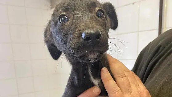 AdoptionsUk's tweet photo. Please retweet to help Issac, Immi, Aggie and Juno find a home #Carmarthenshire  #WALES  

4, 14 week old pups, Collie Cross a breeder couldn't sell. 
They may be able to live with other dogs or cats and with children aged 6+. They need housetraining. 
👇
https://t.co/Yd9UqZBhU4 https://t.co/X2x88bI3Z1